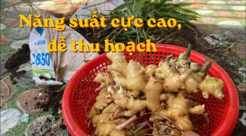 Cách trồng gừng trong bao tải, củ nhiều, thu hoạch dễ