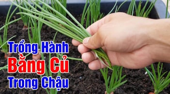 Cách trồng hành lá đơn giản, lá mọc bời bời, ăn thoải mái