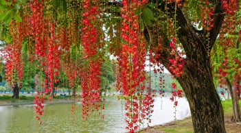 Cây lộc vừng nở hoa mang ý nghĩa gì? Người xưa coi là tín hiệu tốt nhưng cần lưu ý vài điều
