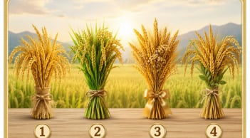 Chọn 1 bó lúa thích nhất: Tài vận của bạn đang đi lên hay đi xuống?