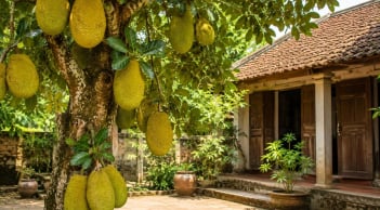 Có nên trồng cây mít trước nhà?