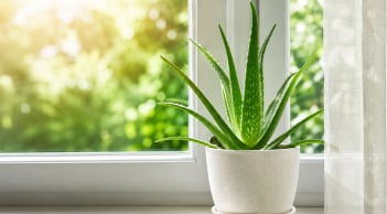  Vì sao nhiều gia đình đặt cây nha đam ở cửa sổ?