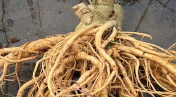 Củ đinh lăng có phải càng lâu năm càng tốt? Mẹo chọn củ đinh lăng chuẩn, tránh mua nhầm