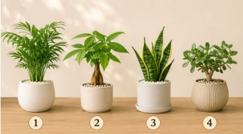 Quiz: Chậu cây bạn thích nhất có thể phản ánh xu hướng vận trình tuần tới sẽ lên hay xuống