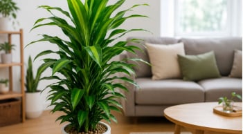 Trồng cây thiết mộc lan trong nhà cần chú ý điều này, nhiều người chăm mãi cây vẫn kém xanh, hay vàng lá