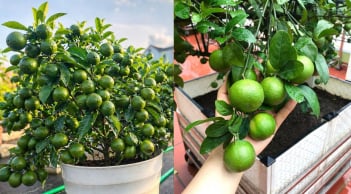 Cách trồng chanh trong chậu, quả sai trĩu trịt, thu hoạch quanh năm