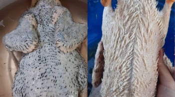 Cách nhổ sạch lông măng, khử mùi hôi của vịt