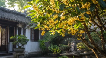 Vì sao người xưa thích trồng mộc hương và xem chúng là “vàng thơm” của tự nhiên?