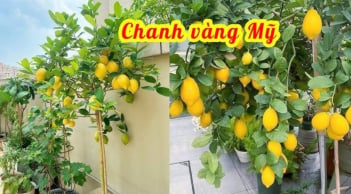 Cách trồng cây chanh vàng sai trĩu quả cực đơn giản