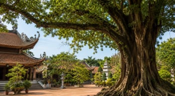  Người xưa dặn: Nghèo mấy cũng đừng chặt 3 loại cây này, cho tiền cũng không nên đụng tới, kẻo hao phúc lộc
