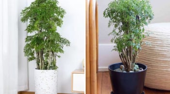 Tại sao nên trồng cây đinh lăng trong nhà?