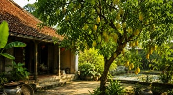 Vì sao người xưa thích trồng cây khế trong sân vườn nhà?