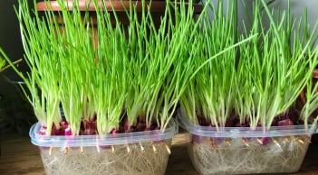 Cách trồng hành thủy sinh ăn cả năm không hết