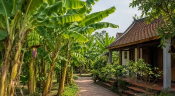 Vì sao người xưa nói không trồng chuối trước nhà nhưng chuyển ra sau nhà lại rất tốt?