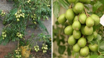 Cách trồng cóc Thái trong chậu cho quả sai trĩu chỉ sau vài tháng
