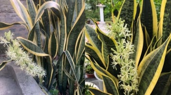 Cách trồng lưỡi hổ đẻ nhiều nhánh, sớm ra hoa