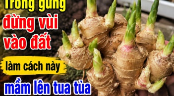 Trồng gừng đừng vùi vào đất, làm cách này mầm lên tua tủa