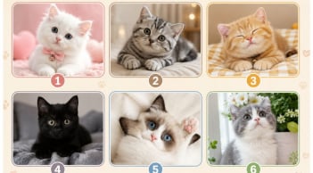 Chọn 1 hình ảnh chú mèo bạn yêu thích nhất: Khám phá người khác đang nghĩ gì về bạn