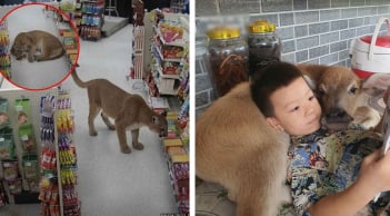 Chú nghé bị bỏ rơi và sư tử “phê cỏ mèo” gây xôn xao cộng đồng mạng