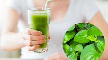 Rau diếp cá có thực sự tốt cho da mụn? Những công dụng và lưu ý cần biết khi sử dụng