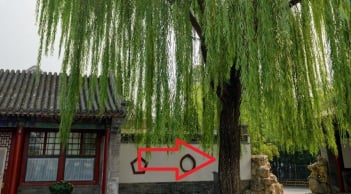 3 loại cây trồng trước nhà cây càng xanh người càng suy: Hao tài khánh kiệt