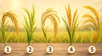 Chọn 1 bông lúa bạn thấy ấn tượng nhất: Vận mệnh của bạn đang tiến lên, chững lại hay sắp có bước ngoặt?