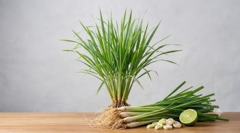 4 loại cây 'khắc tinh' của rắn: Trồng ngay quanh nhà để bảo vệ gia đình an toàn!