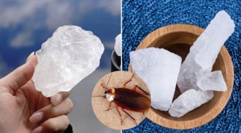 Nguyên liệu đuổi gián giá rẻ, hiệu quả cực tốt, nhiều người chưa biết