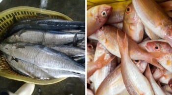 4 loại cá chứa nhiều thủy ngân: Ít xương, nhiều thịt thích mấy cũng phải hạn chế ăn