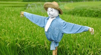 Tại sao bù nhìn trên đồng có thể đuổi được các loài chim thông minh?