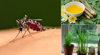 Cách đuổi muỗi không cần hóa chất: Đơn giản, an toàn mà hiệu quả