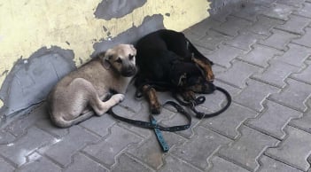 Hai câu chuyện thú cưng bị bạo hành và tai nạn khiến dư luận xót xa