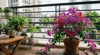 5 loại cây chịu nắng tốt, có thể trồng ở ban công