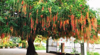 Tại sao không nên trồng cây lộc vừng trước cửa?