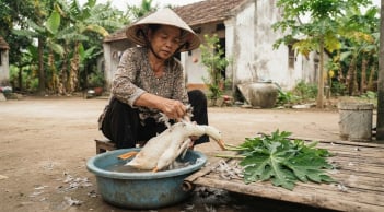 Cách vặt lông vịt siêu nhanh, sạch bóng nhờ lá đu đủ