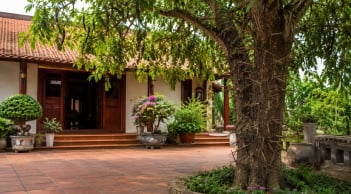 Vì sao người xưa lại sợ trồng cây bồ kết trước nhà?
