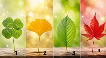 Chọn 1 chiếc lá cỏ may mắn để xem vận khí của bạn đang lên hay xuống
