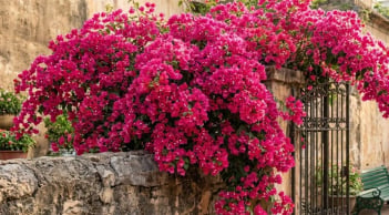 Loại nước tưới giúp hoa giấy trổ bông kín cành, càng nở càng rực rỡ