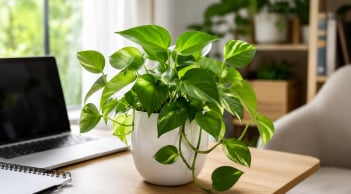 Vì sao ngày càng có nhiều người thích trồng cây trầu bà trên bàn làm việc, trong nhà?