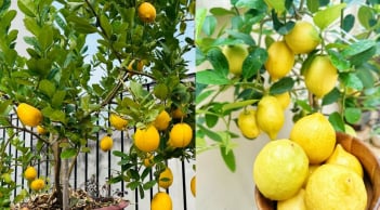 Cách trồng chanh vàng sai trĩu quả, thu hoạch quanh năm