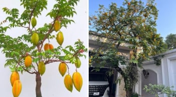4 vị trí 'tán lộc' không nên trồng cây khế