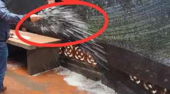 Tại sao bạn nên rắc một nắm muối quanh nhà khi trời mưa?