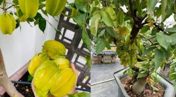 Cách trồng cây khế trong chậu, quả sai trĩu cành, ngọt lịm