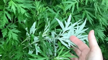 Tại sao người xưa khuyên trồng ngải cứu trước nhà?