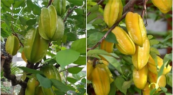 2 vị trí trồng khế hút tài lộc vào nhà