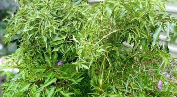 Cây đinh lăng: Phát hiện mới về tác dụng 'bổ như sâm', ngăn ngừa loãng xương