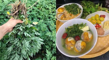 Sử dụng ngải cứu trị đau đầu