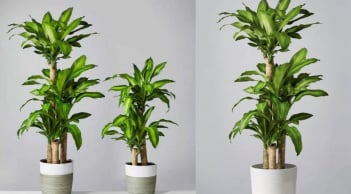 Vị trí tốt nhất để trồng cây thiết mộc lan: Đặt đúng chỗ mới hút tài lộc, gia chủ thêm vượng khí