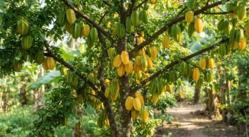 3 loại cây trồng trước nhà Thần Tài tới cây càng xanh người càng phát tài: Đừng dại chặt đi, đó là cây gì