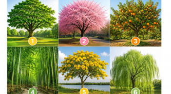 Chọn một cái cây bạn thích nhất để khám phá khả năng lớn nhất của bạn là gì